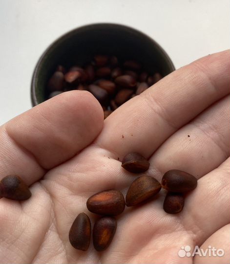 Кедровый орех