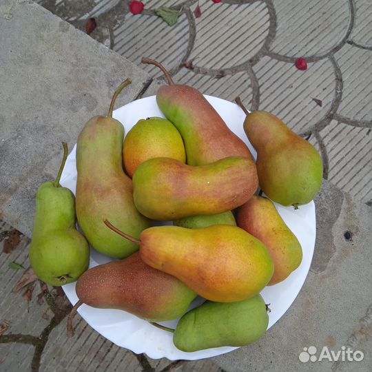 Саженцы груши