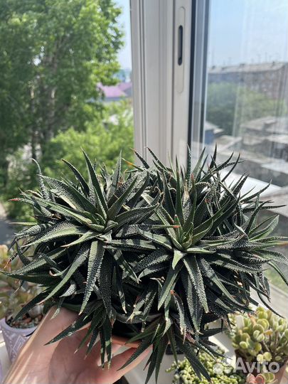 Комнатные растения