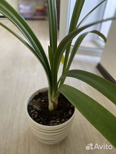 Кливия желтая