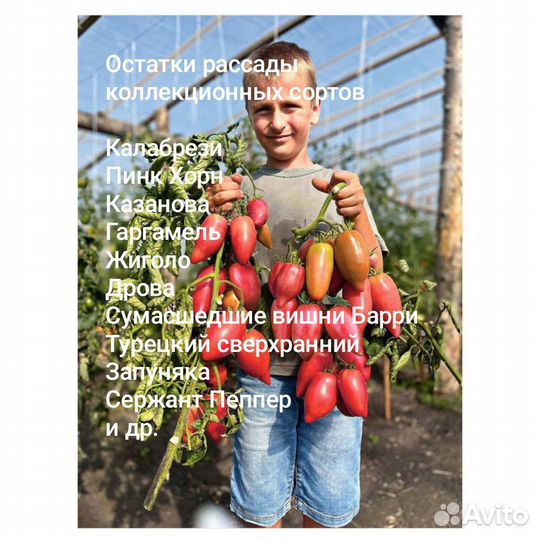 Рассада помидор