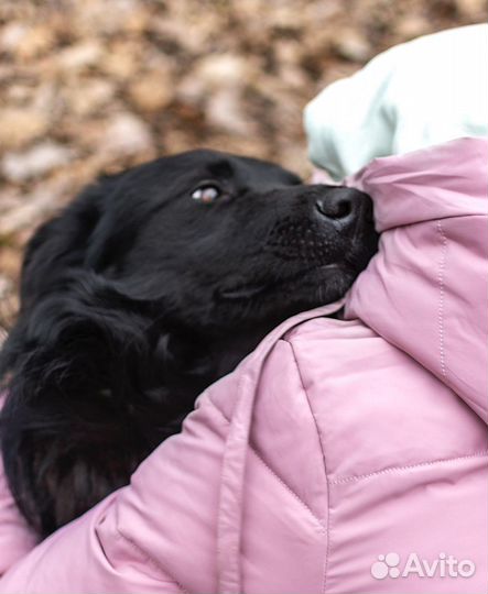 Черная собака в добрые руки