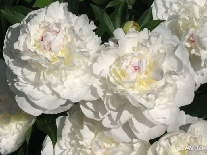 Пионы саженцы