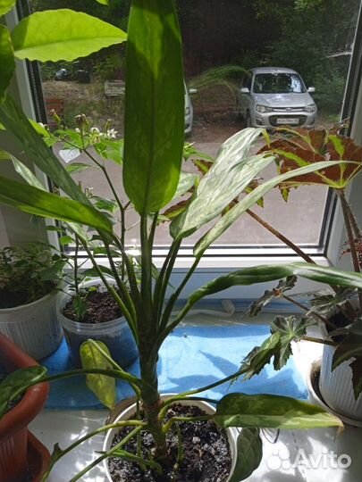 Комнатные цветы