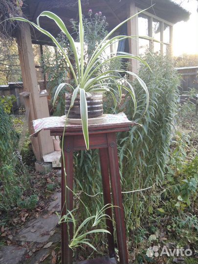 Хлорофитум