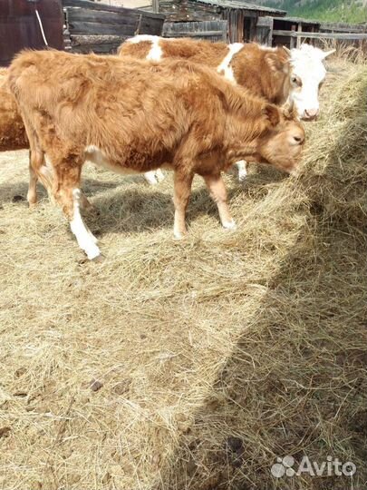 Молодняк,коровы с телятами