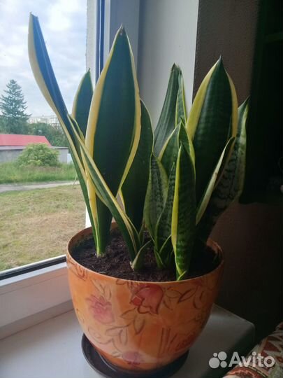 Комнатные растения