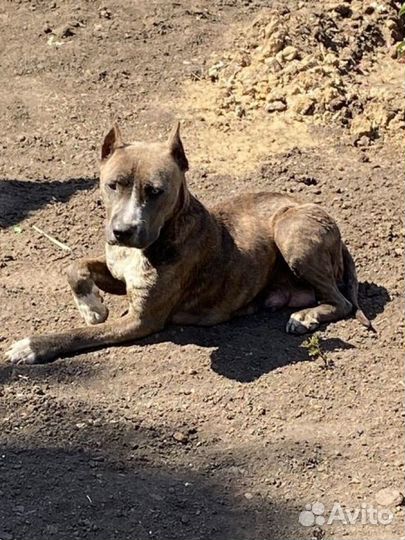 Щенки стаффорда