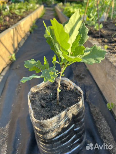 Дуб уральский саженец