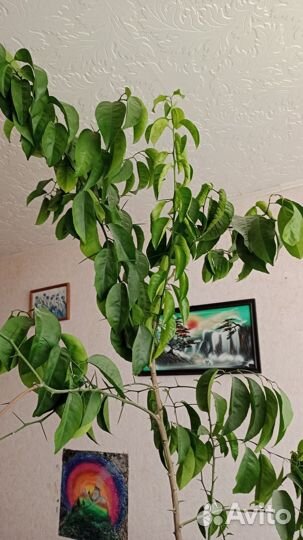 Мандариновое дерево в горшке