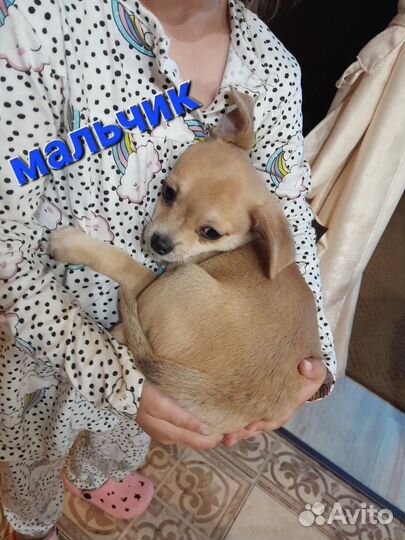 Щенки чихуахуа