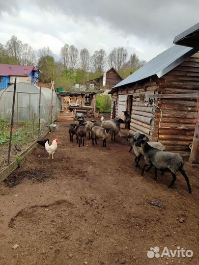 Продам овец
