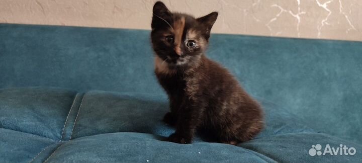 Кошки в добрые руки бесплатно