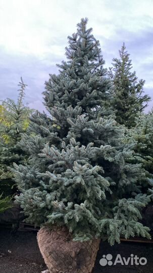 Ель голубая 250-300