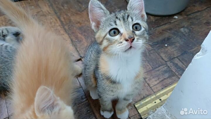 Котята ищут дом