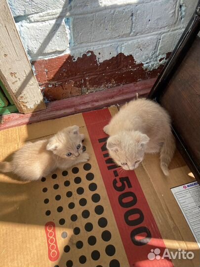 Котята в добрые руки