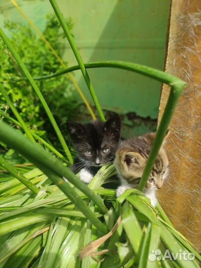 Котята в добрые руки бесплатно