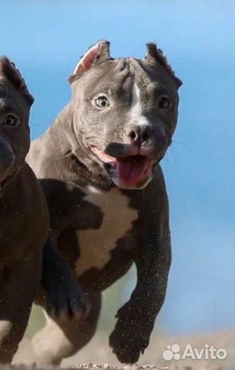 Девочка Американского булли