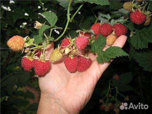 Ремонтантная малина, Шапка Мономаха, Моравила