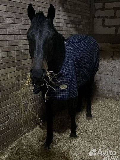 Аренда лошади. Катание на частной лошадке