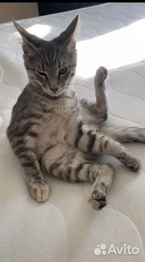 Кошка в хорошие руки