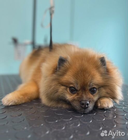 Стрижка собак груминг, кошек