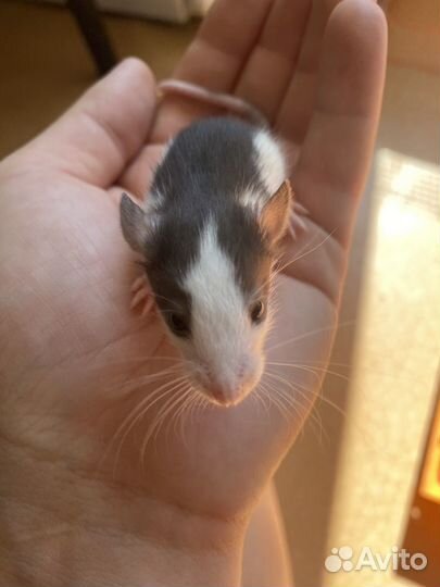 Крысята дамбо малыши