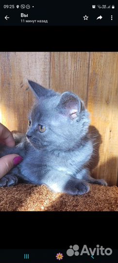 Британские котята