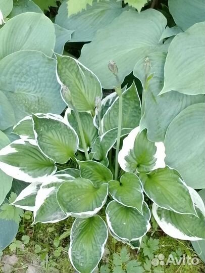 Хосты для вашего сада(зкс)