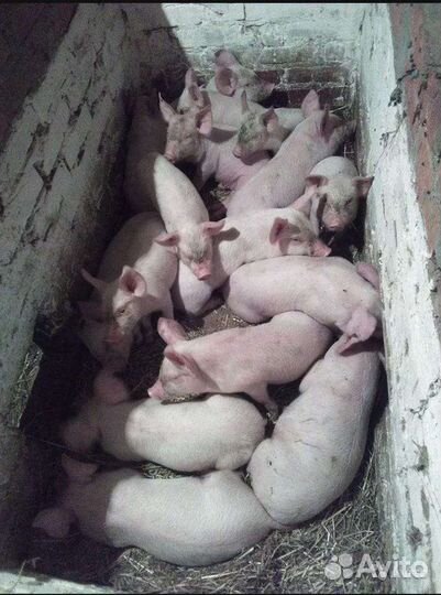 Поросята ландрас