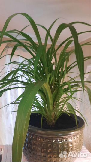 Пальма панданус