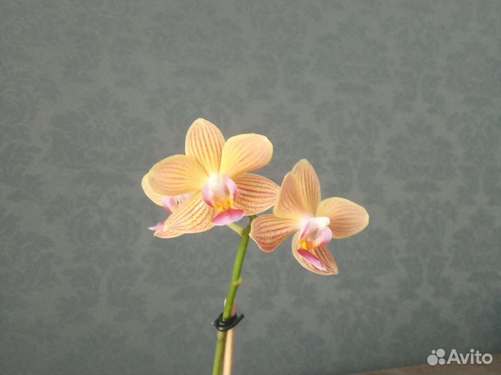 Орхидея Phalaenopsis Golden Staff, multiflora