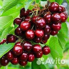 Черешня не высокая всл