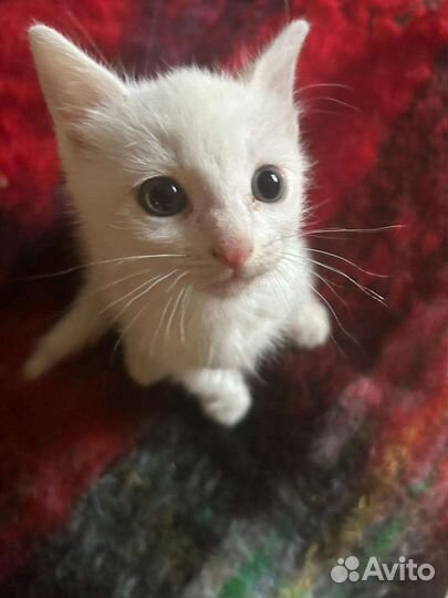 Котенок мальчик