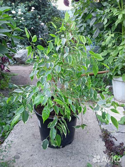 Фикус бенджамина пестролистный