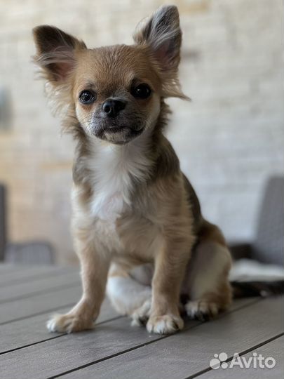 Щенки чихуахуа длинношерстные