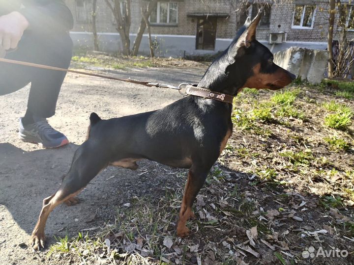 Вязка цвергпинчер