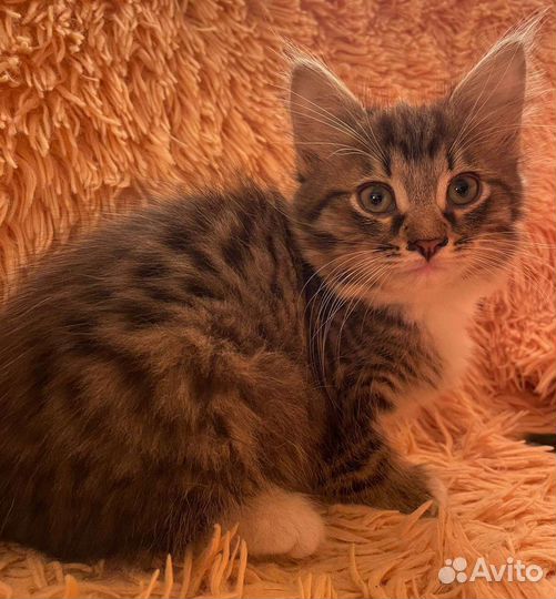 Котёнок девочка в добрые руки