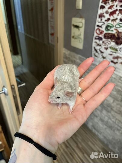 Мышь чалый самец