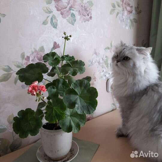 Пеларгония герань Персей