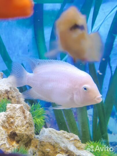 Сальвини,Сэджики,Фламинго,Хелены