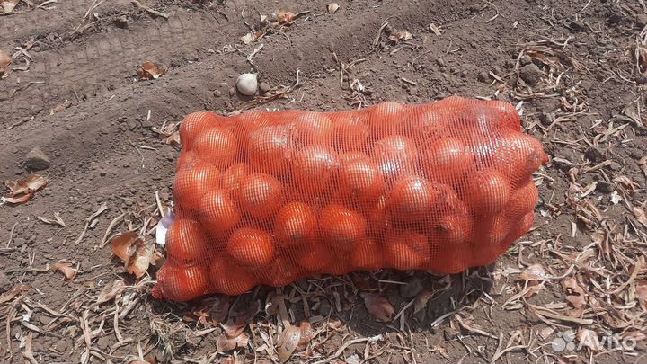 Крупный Лук с Доставкой