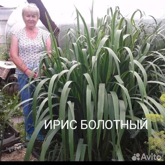 Ирис болотный
