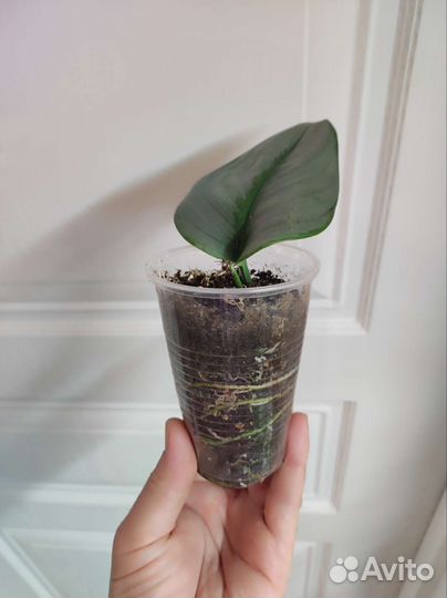 Сциндапсус Moonlight