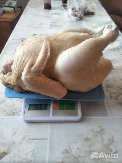 Домашние куры бройлеры