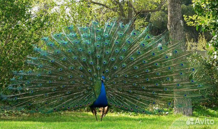 Горящая путевка