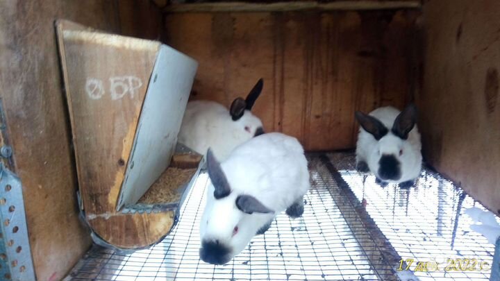 Калифорнийские кролики