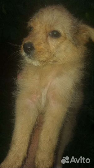 Щенок в добрые руки бесплатно