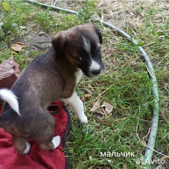 Щенки