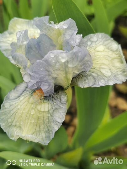 Ирис карликовый и высокие